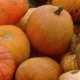 Certified Organic Pumpkin Seeds 3g "Natural Green"