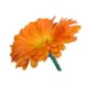 Calendula 50g "Eldar"