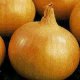 Certified Organic Onion Seed 0.5g "Natural Green"