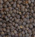 Organic French Lentils 500g - Adama