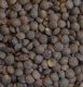 Organic French Lentils 500g - Adama