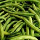 Certified Organic Green Beans Seeds 6g "Natural Green"