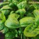 Certified Organic Basil Seed 0.1g "Natural Green"