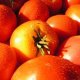 Certified Organic Tomato Seeds 0.25g "Natural Green"