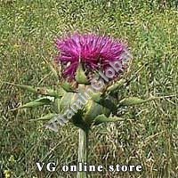Silbyum marianum 50 g "Herba Center" - Click Image to Close