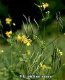 Chelidonium 50 g "Herba Center"