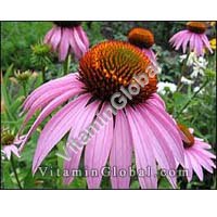 Echinacea 50 g "Herba Center" - Click Image to Close