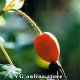 Rose Hip 50 g "Herba Center"