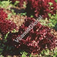 Certified Organic Red Lettuce Seeds 0.4g "Natural Green" - Click Image to Close