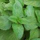 Certified Organic Melissa Seeds 0.1g "Natural Green"