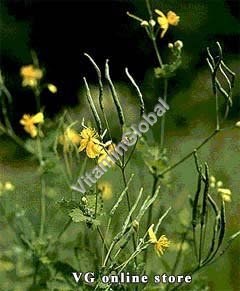 Chelidonium 50 g "Herba Center" - Click Image to Close