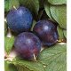 Plum Juice 946ml "Yula"