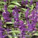 Salvia 50g - Eldar