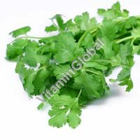 Certified Organic Coriander Seed 0.5g "Natural Green" - Click Image to Close