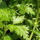 Certified Organic Parsley Seed 0.4g "Natural Green"