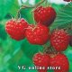 Raspberry leaves 50 g "Herba Center"