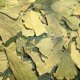 Ginkgo Biloba Leaves 50 g - Herba Center