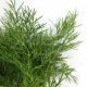 Certified Organic Dill Seeds 0.125g "Natural Green"
