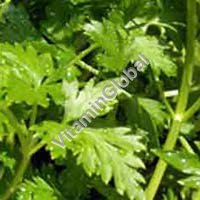 Certified Organic Parsley Seed 0.4g "Natural Green" - Click Image to Close