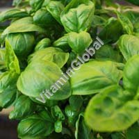 Certified Organic Basil Seed 0.1g "Natural Green" - Click Image to Close