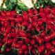 Certified Organic Radish Seed 1g "Natural Green"