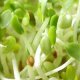Organic Alfalfa Seeds 400g - Taam Teva