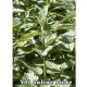 Nettle 50g - Return to Natur Ltd