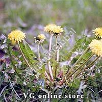 Dandelion 50 g "Herba Center" - Click Image to Close