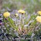 Dandelion 50g - Herba Center