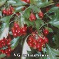 Hawthorn 50g "Herba Center"