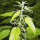 Nettle 50g - Return to Natur Ltd