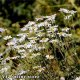 Camomile 50g "Herba Center"
