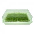 Large Kitchen Sprouter for Wheatgrass and Sprouts