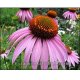 Echinacea 50 g "Herba Center"