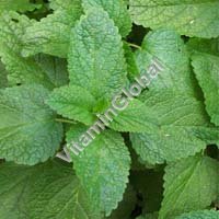 Certified Organic Melissa Seeds 0.1g "Natural Green" - Click Image to Close