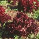 Certified Organic Red Lettuce Seeds 0.4g "Natural Green"