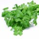Certified Organic Coriander Seed 0.5g "Natural Green"