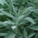 Certified Organic Sage Seed 1g "Natural Green"