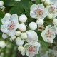 Hawthorn Flowers 50g - Herba Center