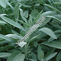 Certified Organic Sage Seed 1g "Natural Green" - Click Image to Close