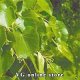 Tilia 50g - Herba Center