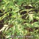 Bur Marigold 50g "Herba Center"