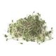 Certified Organic Broccoli Sprouts Seeds 0.25g "Natural Green"