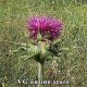 Silbyum marianum 50 g "Herba Center"