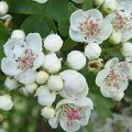 Hawthorn Flowers 50g - Herba Center