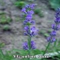 Lavender 50g - Herba Center