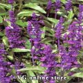 Salvia 50g - Eldar