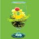Blooming Classic Black Tea 1 psc - Tea Shape