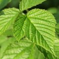 Raspberry Leaves 50g - Herba Center