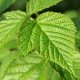 Raspberry Leaves 50g - Herba Center